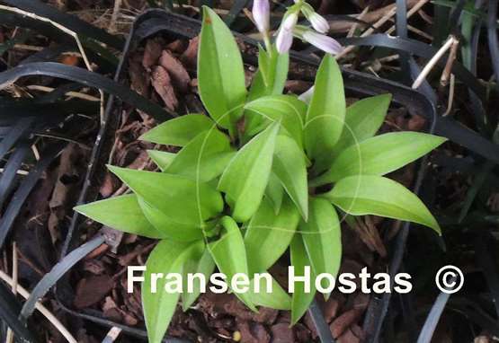 Hosta Tiny Star